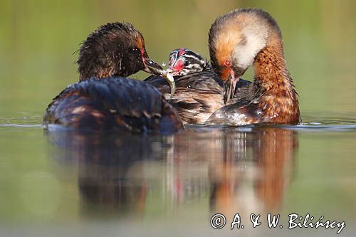 perkoz rogaty Podiceps auritus para z pisklęciem, karmienie