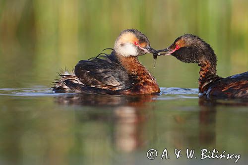 perkoz rogaty Podiceps auritus para zaloty