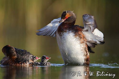 perkoz rogaty Podiceps auritus para z pisklętami