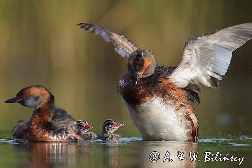 perkoz rogaty Podiceps auritus para z pisklętami