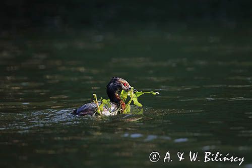 perkoz rogaty Podiceps auritus