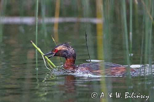 perkoz rogaty Podiceps auritus