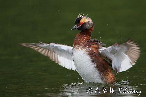 perkoz rogaty Podiceps auritus