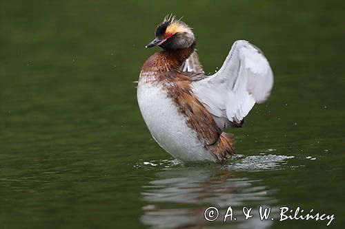 perkoz rogaty Podiceps auritus