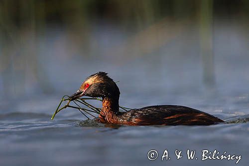 perkoz rogaty Podiceps auritus