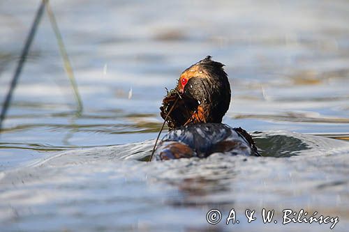 perkoz rogaty Podiceps auritus