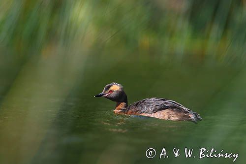 perkoz rogaty Podiceps auritus