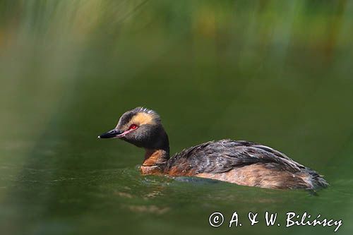 perkoz rogaty Podiceps auritus