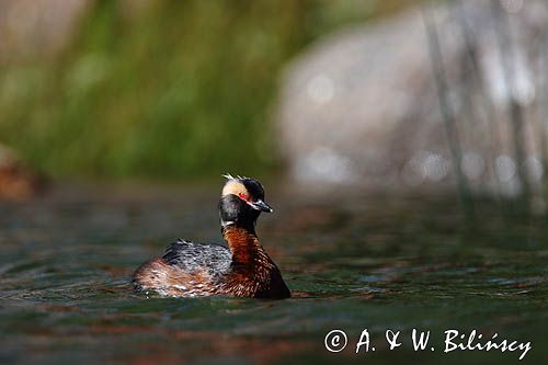 perkoz rogaty Podiceps auritus