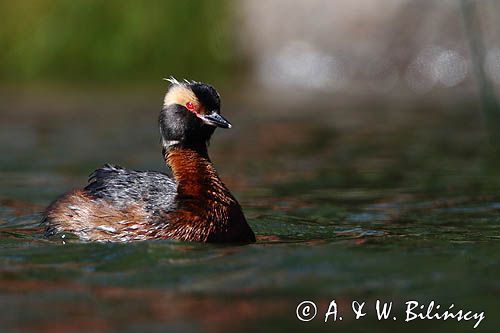 perkoz rogaty Podiceps auritus