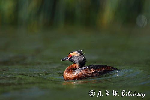 perkoz rogaty Podiceps auritus