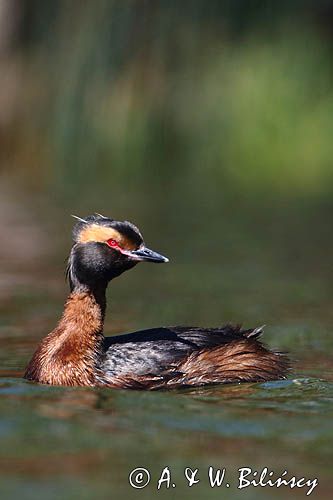 perkoz rogaty Podiceps auritus