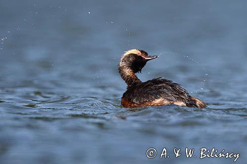 perkoz rogaty Podiceps auritus