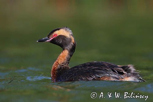 perkoz rogaty Podiceps auritus