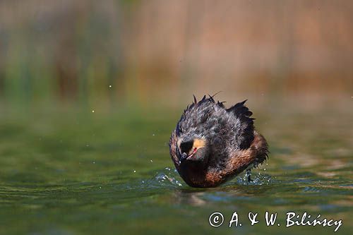 perkoz rogaty Podiceps auritus