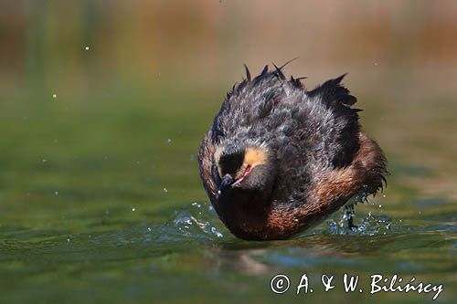 perkoz rogaty Podiceps auritus