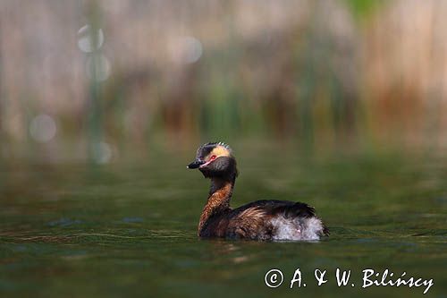 perkoz rogaty Podiceps auritus