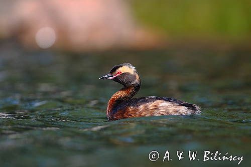 perkoz rogaty Podiceps auritus