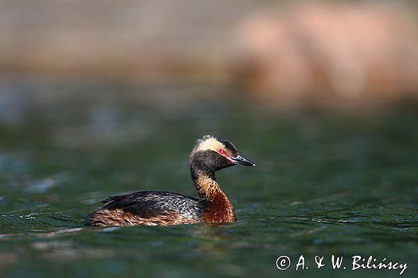 perkoz rogaty Podiceps auritus