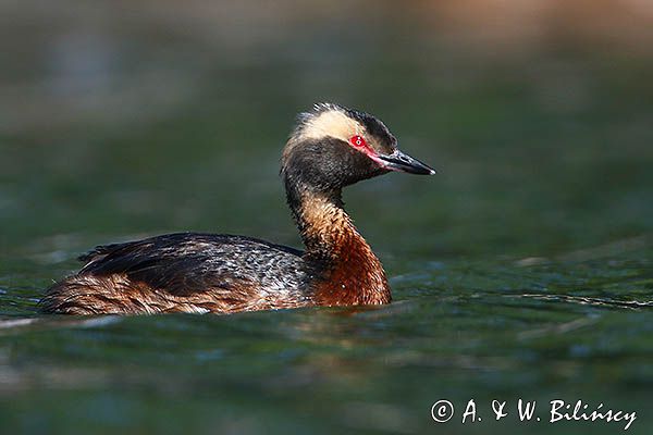 perkoz rogaty Podiceps auritus