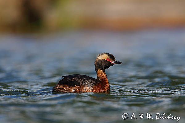 perkoz rogaty Podiceps auritus