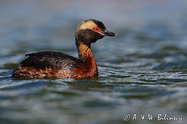 perkoz rogaty Podiceps auritus