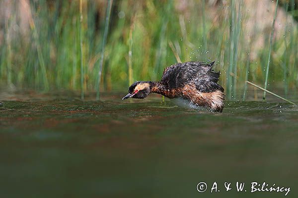 perkoz rogaty Podiceps auritus