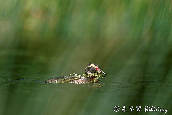 perkoz rogaty Podiceps auritus