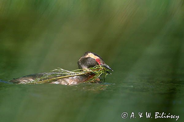 perkoz rogaty Podiceps auritus