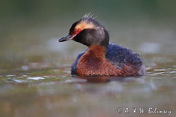 perkoz rogaty Podiceps auritus