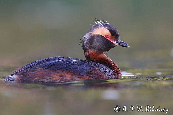 perkoz rogaty Podiceps auritus