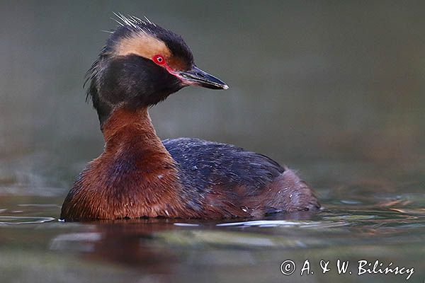 perkoz rogaty Podiceps auritus