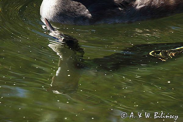 perkoz dwuczuby, Podiceps cristatus, wynurzanie