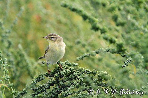 Perwiosnek, Phylloscopus collybita