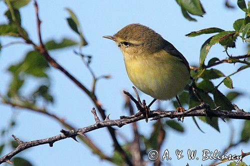 pierwiosnek zwyczajny Phylloscopus collybita