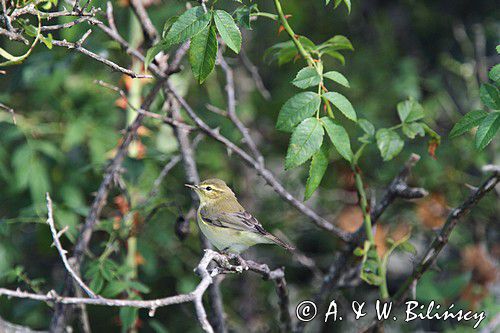 Perwiosnek, Phylloscopus collybita