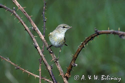 piecuszek Phylloscopus trochilus