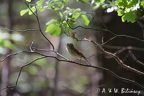 Piecuszek, Phylloscopus trochilus