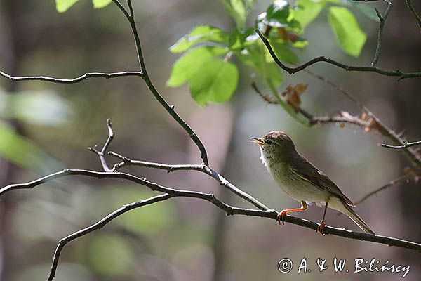 Piecuszek, Phylloscopus trochilus