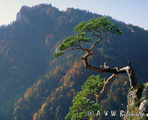 Pieniny, reliktowa sosna na Sokolicy