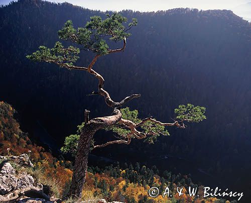 Pieniny, reliktowa sosna na Sokolicy