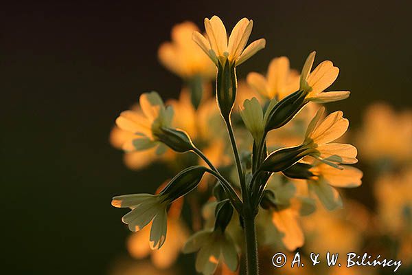 pierwiosnek wyniosły, Primula elatior pierwiosnka wyniosła