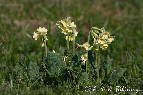 pierwiosnek wyniosły, Primula elatior pierwiosnka wyniosła