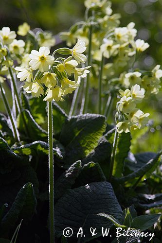 pierwiosnek wyniosły, Primula elatior pierwiosnka wyniosła