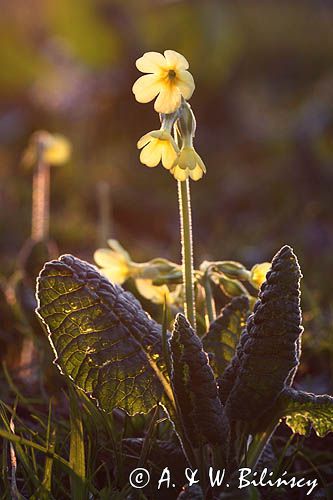 pierwiosnek wyniosły, Primula elatior pierwiosnka wyniosła