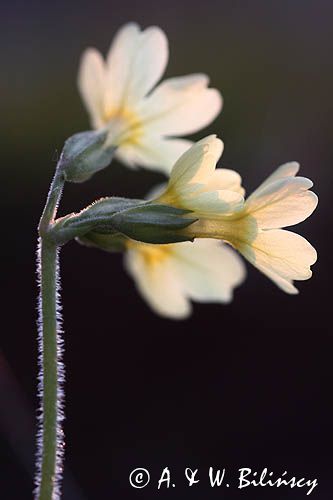 pierwiosnek wyniosły, Primula elatior pierwiosnka wyniosła