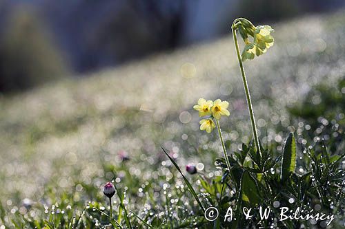 pierwiosnek wyniosły, Primula elatior pierwiosnka wyniosła