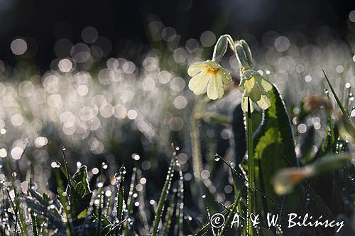 pierwiosnek wyniosły, Primula elatior pierwiosnka wyniosła