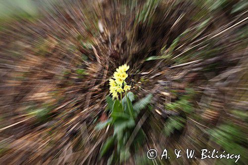 pierwiosnek wyniosły, Primula elatior pierwiosnka wyniosła