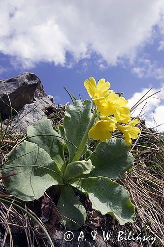 Pierwiosnka Łyszczak Primula auricula